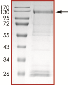 PLK4 (G95L), Active